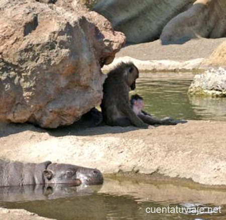 Bioparc. Valencia.